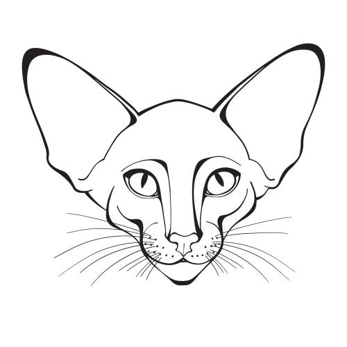 Oriental katze. Vektor Oriental, Katzenmuster auf weißem