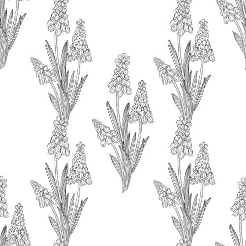 Traubenhyazinthe. Vektor Muscari auf dem Weißen