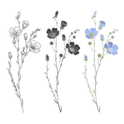 Lein. Vektor flachzweige mit Blumen und Knospen auf weißem, drei Varianten