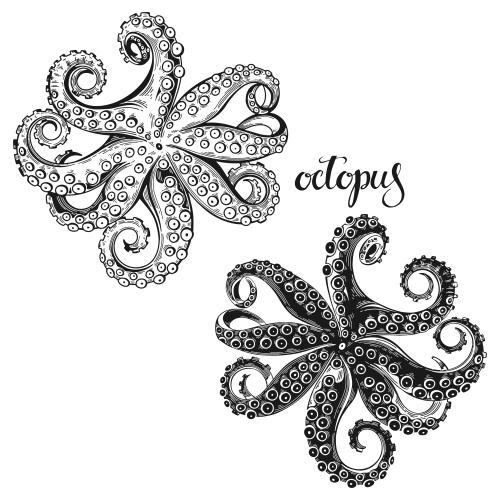 Oktopus. Vektor Tintenfische, zwei Varianten auf weißem