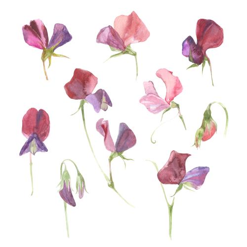 Rasterbild aquarell-duft-pfeffer, zehn blumen auf weissem