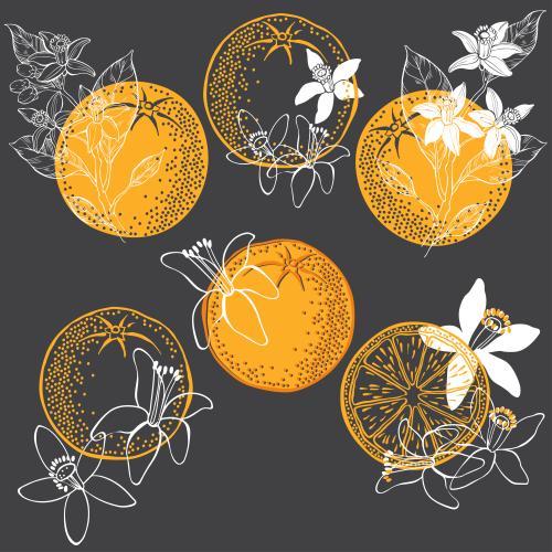 Zitrusfrucht. Vektor blumen Neroli und Orange, verschiedene Varianten auf schwarz