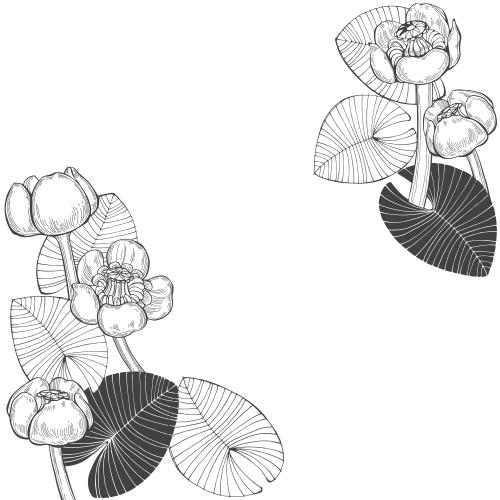 Seerose. Vektor Monochrom Wasserlilien und Blätter, Platz für Text auf weißem, eckige Komposition