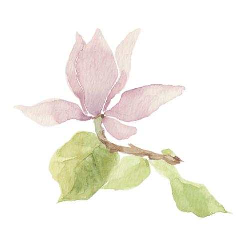 Magnolie. Vektor Magnolienblüte mit Blättern auf weißem