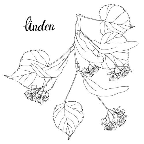 Linde. Vektor Linden-Zweig, Kontur auf weißem