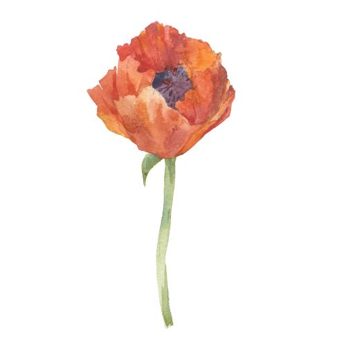 Rasterbild aquarellmohn auf weißem