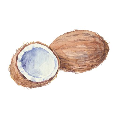 Kokosnuss. Vektor Aquarellkokosse, ganz und Haelfte auf weissem