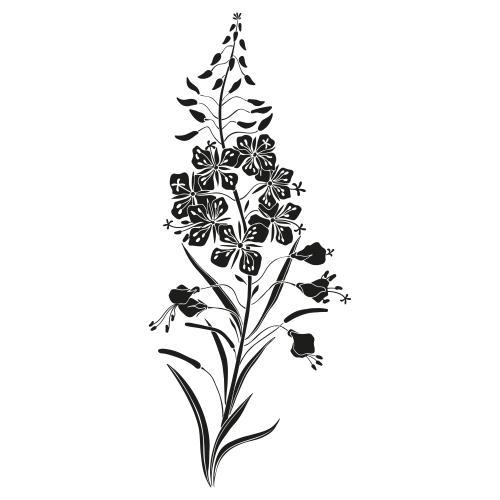 Weidenröschen. Vektor Löwenzahn, Kamille, schwarze Silhouette auf weißem