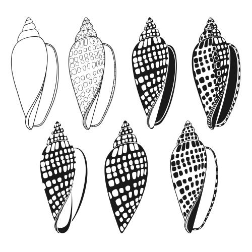 Vektorgrafik muscheln auf weißem, sieben varianten