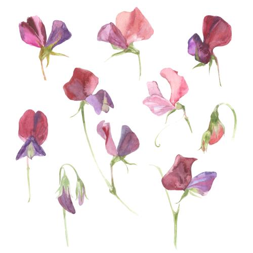Duftwicke. Vektor Aquarell-duftende Erbsen, zehn Blumen auf weißem