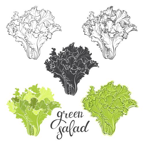 Salat. Vektor Salat, fünf verschiedene Varianten auf weißem