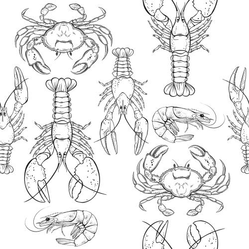 Garnele. Vektor Krabben, Lobster, Krebs, Garnelen, schwarze Konturen auf Weiss