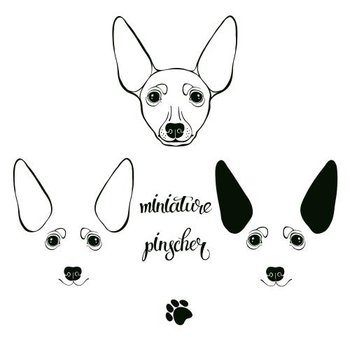 Pinscher. Vektor stylisierte pinscher-maeler auf weissem