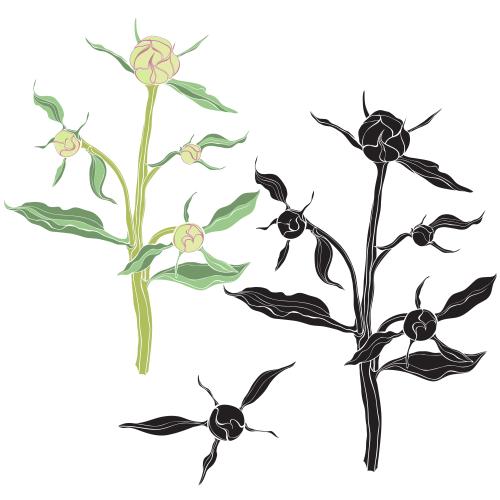 Pfingstrose. Vektor Peonienzweig mit Blütenknospen, verschiedene Varianten auf weißem