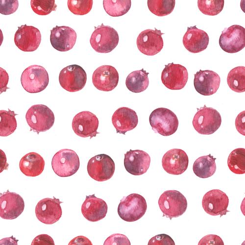 Kranbeere. Vektor Kranbeere, Aquarellbeeren auf weißem