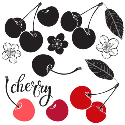 Kirsche. Vektor kirsche Beeren Blumen und Blätterchen auf weißem