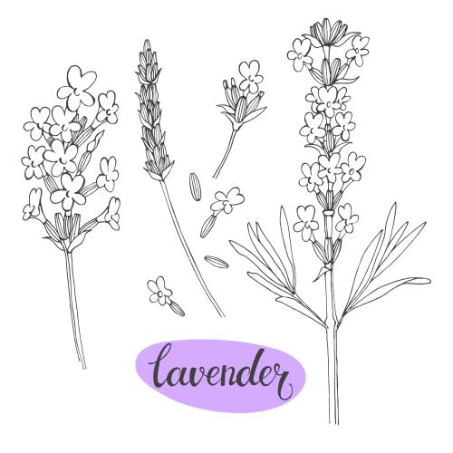 Vektorgrafik lavendel konturen auf weißem