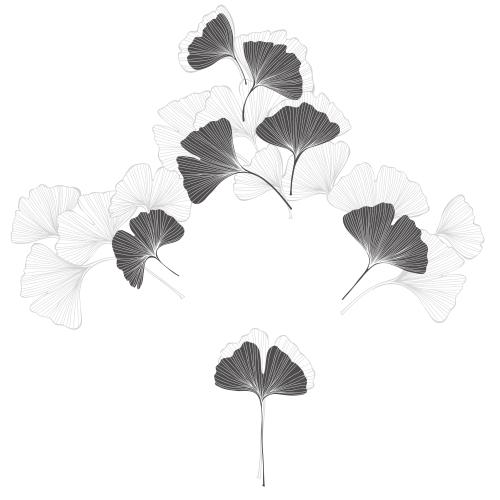 Ginkgo biloba. Vektor Komposition aus Ginkgo biloba-Blättern auf weißem