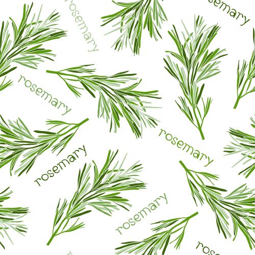 Gewürz. Vektor grüne Zweige des Rosmarins und Schriften Rosemary auf weißem