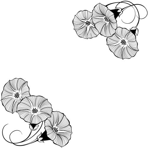 Ackerwinde. Vektor blumen der Windblume, Platz für Text auf weißem, Eckkomposition