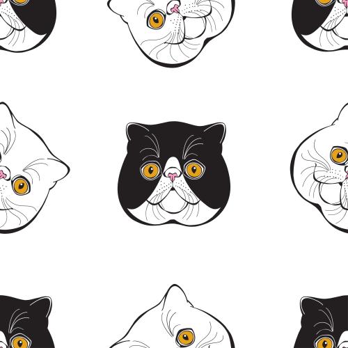 Exotic shorthair. Vektor exotische Katzen, hübsche Gesichter auf weißem