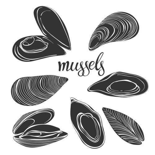 Miesmuschel. Vektor Muscheln, Silhouetten auf weißem