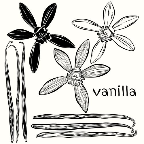 Vektorgrafik vanillean-stäbchen und blumen auf weißem