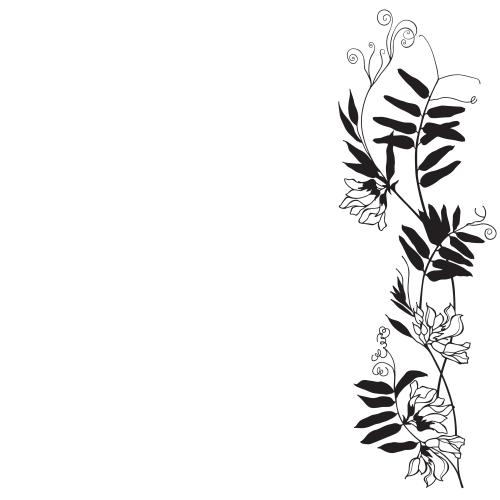 Vektorgrafik feldblumen, platz fuer text auf weiß