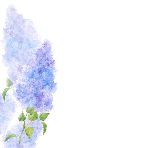 Flieder. Vektor Aquarelllilie, Textfeld auf weissem