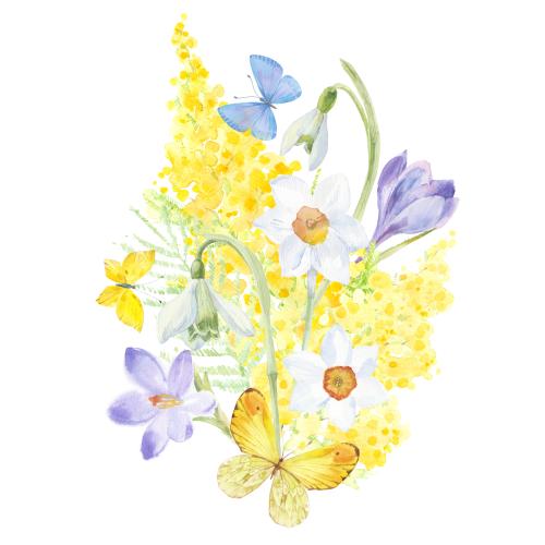 Schneeglöckchen. Vektor Aquarellfrühlingskomposition: Mimose, Krokusse, Narzissen, Schneeglöckchen und Schmetterlinge auf weißem