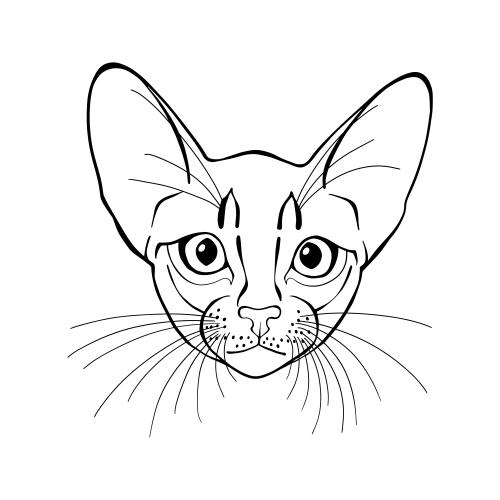 Objekt. Vektor abyssinischer Kater, hübsches Gesicht auf weißem