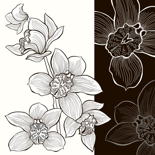 Vektorgrafik orchideenblumen auf weißem und schwarzen