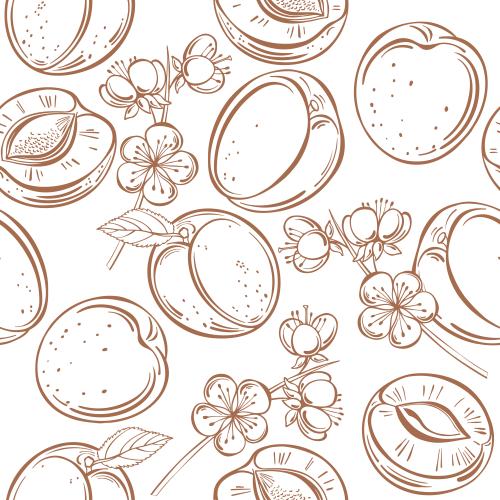 Frucht. Vektor aprikosen Früchte und Blumen auf weissem