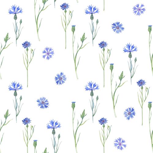 Kornblume. Vektor Aquarell-Violett auf weißem