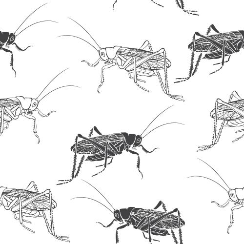 Heuschrecke. Vektor Heuschrecken, schwarze Silhouetten und Konturen auf weißem