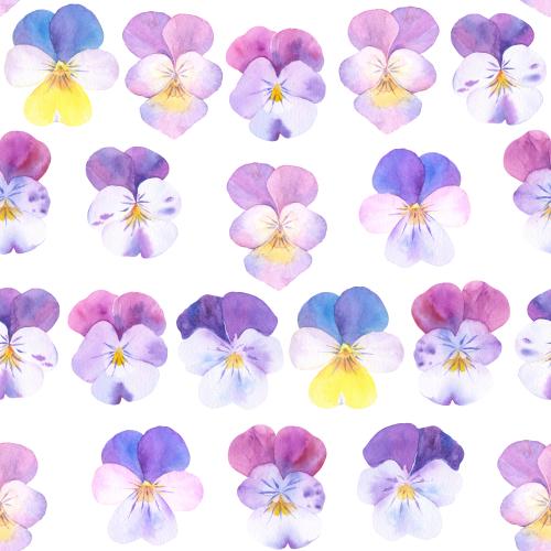 Rasterbild aquarellmargeriten auf weißem