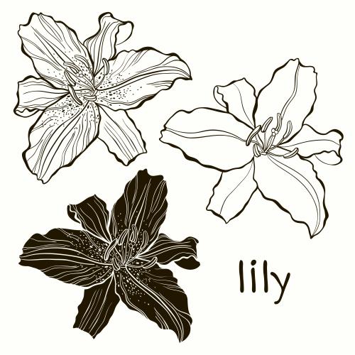 Lilie. Vektor konturen und Silhouette der Lilienblüte, isolierte Elemente auf weißem