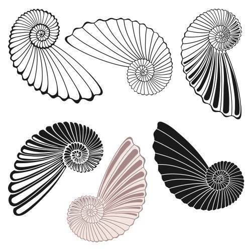 Vektorgrafik muscheln auf weißem, sechs varianten