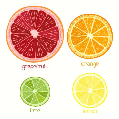 Zitrone. Vektor Grapefruit, Orange, Limette und Zitrone, isolierte Elemente auf weißem
