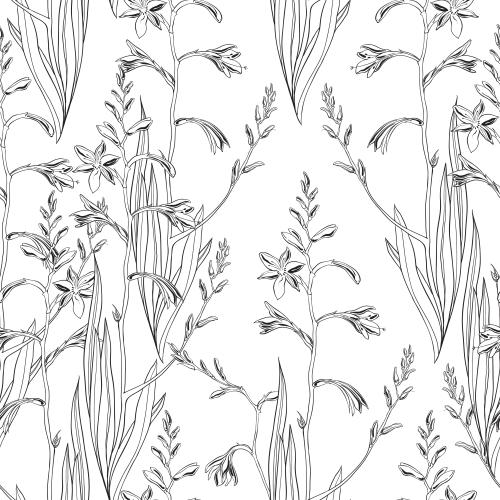Montbretie. Vektor Montbretia, Konturen Der Blumen Auf Weissem