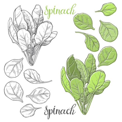 Spinat. Vektor Spinat, monochrom und farbige Variante auf weißem