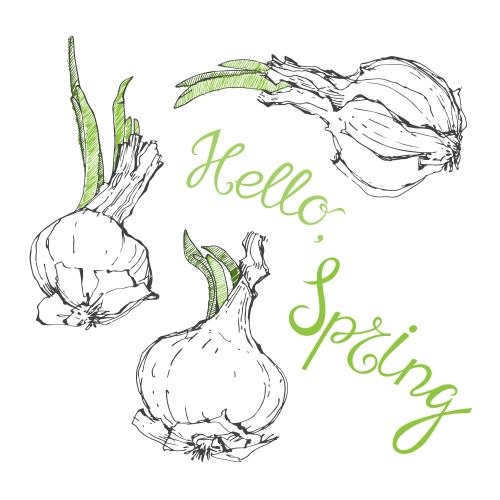 Zwiebel. Vektor zwiebelkoepfe mit gruenen Keimlingen, Aufschrift hello spring auf weissem