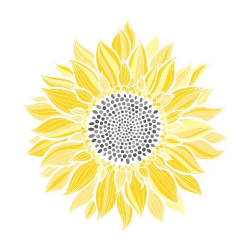 Sonnenblume. Vektor sonnenblume auf weißem