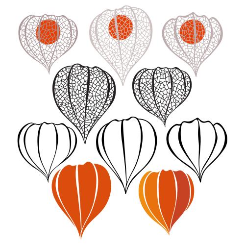 Physalis. Vektor Physalis, verschiedene Varianten auf weißem