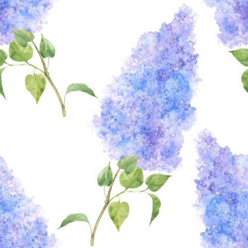 Flieder. Vektor aquarellzweige der Lilie auf weißem