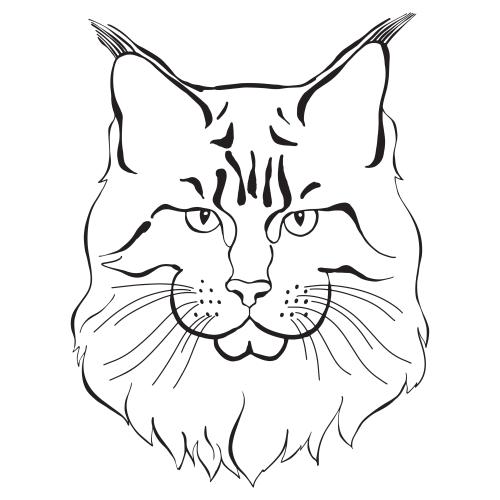 Maine coon. Vektor maine Coon, süßes Gesicht auf Weiß