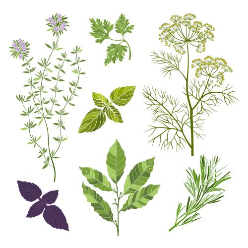 Vektorgrafik aromatische küchenkräuter: thymian, lorbeer, rosmarin, petersilie, dill, basilikum, farbige silhouetten auf weißem