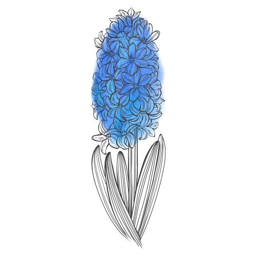 Hyazinthe. Vektor Hyazinthen, blau Aquarellfragment auf weißem