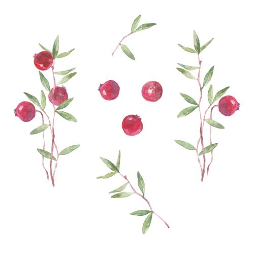 Kranbeere. Vektor Kranbeeren, Zweige und Beeren auf weißem