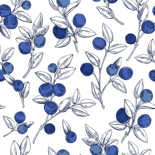 Vektorgrafik blaubeerzweige mit beeren auf weißem